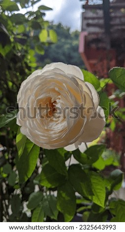 Close up picture of blooming white rose flower with blurred background.