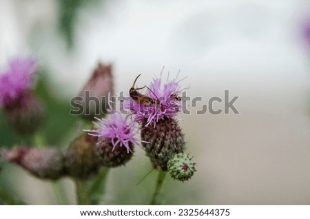Earwig and an ant hanging out on a thistle
