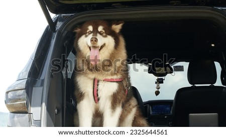Alaskan Giant Dog Breed sitting in the back of the car