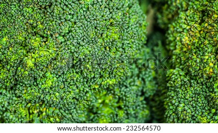 Fresh green broccoli close up, the pantone color of the year 2017, Greenery 15-0343