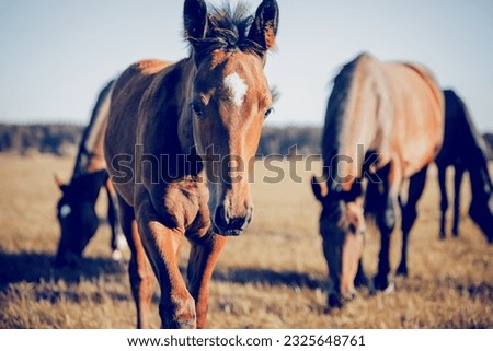 Curious foal grazing in the field in the herd. A herd of red sports horses. Horses grazing in the field. Rural landscape.   Royalty-Free Stock Photo #2325648761