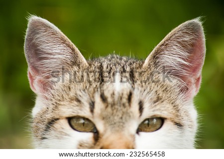 Listened yellow eyed kitty cat on homogeneous green background Royalty-Free Stock Photo #232565458
