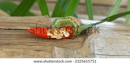 Severe caterpillar attack on chili plants. The fruit caterpillar Helicoverpa sp. Royalty-Free Stock Photo #2325655751