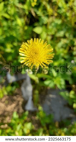 Randa Tapak flower or dandelion with blurred background