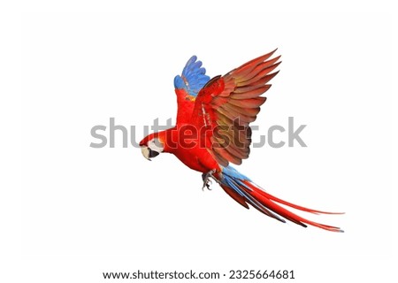 Colorful flying parrot isolated on white background. Royalty-Free Stock Photo #2325664681
