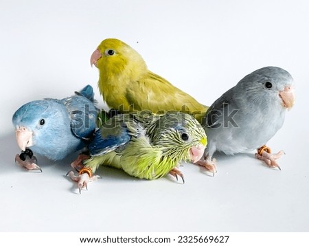 Four Forpus parrots different color on white background 
