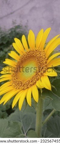 A really beautiful sunflower picture 