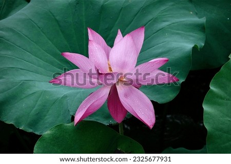 hangzhou china xihu lotus flower   