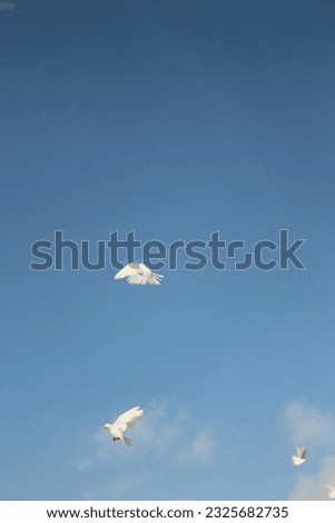 White pigeons flapping its wings flying in the sky with a bright blue and cloudy background
