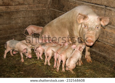 pig with piglets in the barn