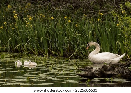 Beautiful White Swan in Water