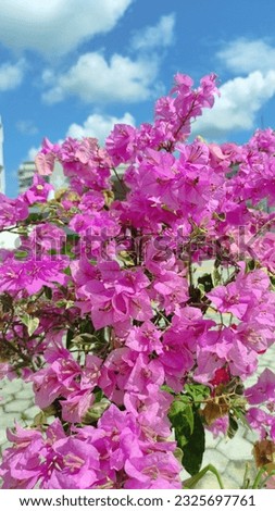 The bougainvillea, a true botanical marvel, serves as a reminder of nature's ability to inspire, uplift, and infuse our lives with boundless wonder.