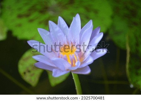 Beautiful blooming purple Nelumbo, Lotus, Waterlily 