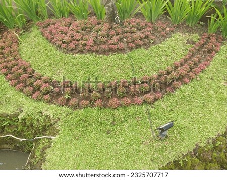 A colorful grass garden in the shape of a semicircle