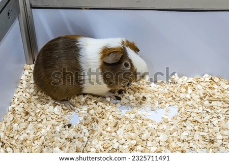 Guinea pig or cavy are in the stall waiting to be sold. It's a popular pet in Thailand.