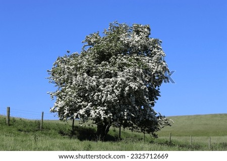 Single hawthorn tree covered in white May blossom, in a green meadow against a blue sky Royalty-Free Stock Photo #2325712669