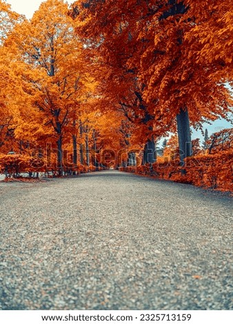 colorful autumn tree alley .
