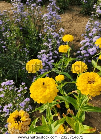 These marigold flowers and bees are bright.
