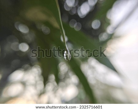 Glistening Dew Drops on Green Leaf