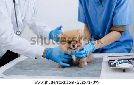 Two doctors are examining him. Veterinary medicine concept. Pomeranian in a veterinary clinic. shih tzu dog 

