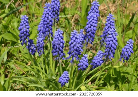 Blue bell-shaped flowers of a Muscari armeniacum surrounded by green leaves  Royalty-Free Stock Photo #2325720859