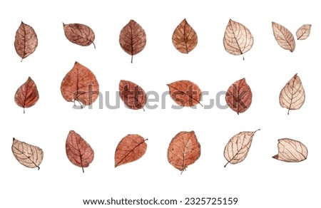 Leaf Autum on white background. Lonely emotion. Autum season. Autum background. Royalty-Free Stock Photo #2325725159