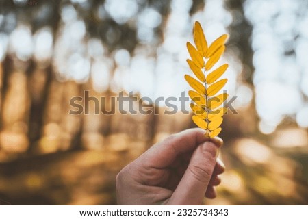 Hand holding beautiful yellow leaf in sunset rays in autumn woods. Beautiful autumn leaf in the evening sunlight. Autumnal nature background. Template for text