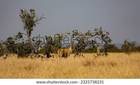 an eland antelope in the wild Royalty-Free Stock Photo #2325738231