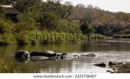 a pod of hippopotamus in a waterhole