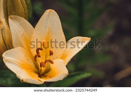 lily, yellow flower, heady aroma, nature, macro, stamens, pollen, nectar  Royalty-Free Stock Photo #2325744249