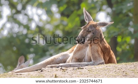 Kangaroo chilling on the floor