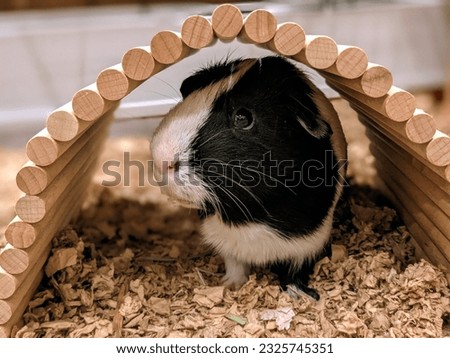 Guinea Pig Hides in Tunnel Royalty-Free Stock Photo #2325745351