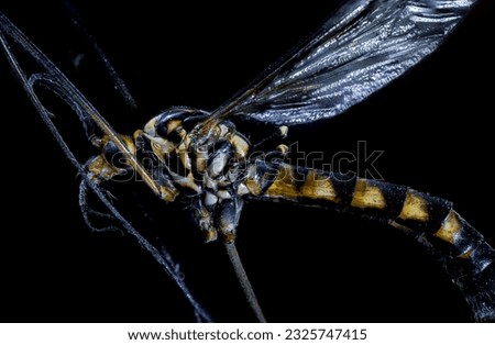 Tipula, large insect genus in the fly family Tipulidae. Tipula oleracea. Large flying insect with yellow and black stripes. Studio lighting. Stacking macro photography. Side view mosquito.