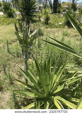 Cactus plants and trees of different shapes and types