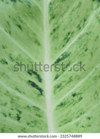 green leaves in the garden in the summer afternoon for making background and wallpaper