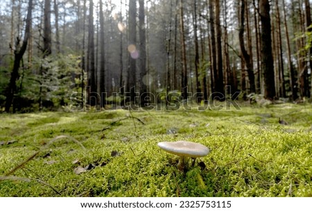 forest landscape on a sunny day. High quality photo