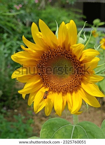 In the sunshine, a gorgeous yellow sunflower picture.