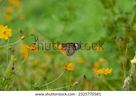 An adult white tiger butterfly sits on a yellow flower. Suitable for making background images. and for biology