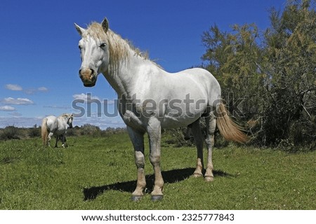 Camargue Horse standing in Meadow, Saintes Marie de la Mer in The South of France Royalty-Free Stock Photo #2325777843