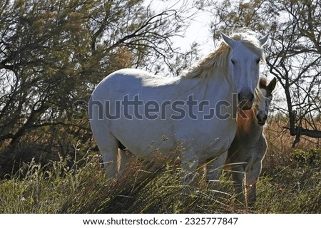 Camargue Horse, Mare and Foal standing in Meadow, Saintes Marie de la Mer in The South of France Royalty-Free Stock Photo #2325777847