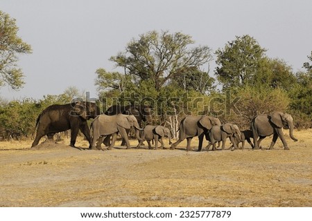 African Elephant, loxodonta africana, Herd walking, Moremi Reserve, Okavango Delta in Botswana