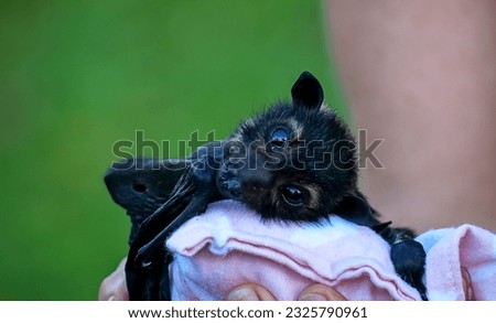 Australian baby bat on a pillow