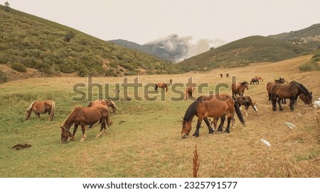 Group of wild horses grazing in a valley of the aturiana mountain (Spain).