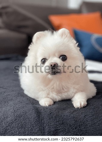 Dogface animals socute dog Pomeranian Royalty-Free Stock Photo #2325792637