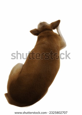Photographs of animals and dogs on a white background.