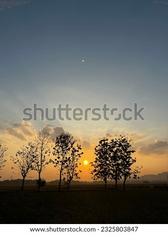 late afternoon with sunlight and trees in the rice fields