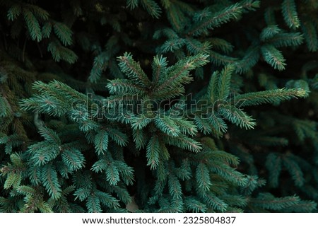 Top down view above Dark green color of Australian pine or conifer leaves in a garden texture background
