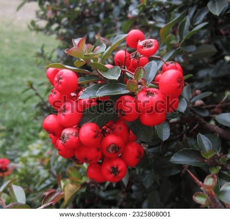 In this photo you can see red Firethorn berries Royalty-Free Stock Photo #2325808001