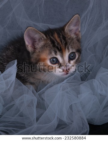 kitten playing with a cloth in the studio on a black background