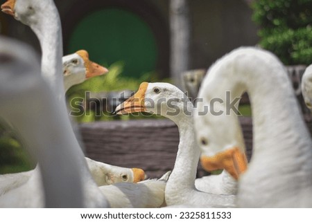 Flock of geese basking in the sun